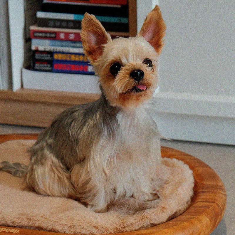Modern Minimalist Oval Solid Wood Velvet Cat Claw Leather Pet Dog Bed & Cat Bed For Bedroom