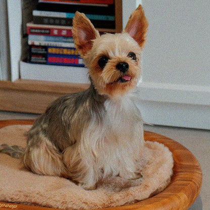 Modern Minimalist Oval Solid Wood Velvet Cat Claw Leather Pet Dog Bed & Cat Bed For Bedroom