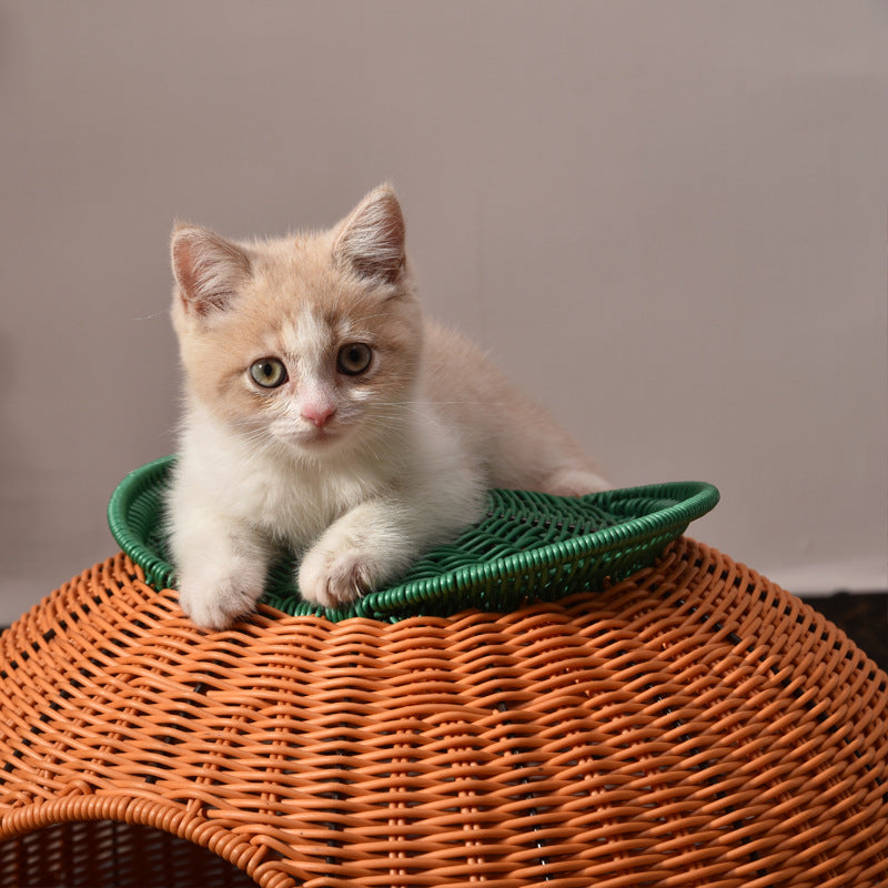 Contemporary Creative Round Orange-Shaped PP/PE Faux Rattan Velvet Fabric Handwoven Cat Bed For Bedroom & Living Room
