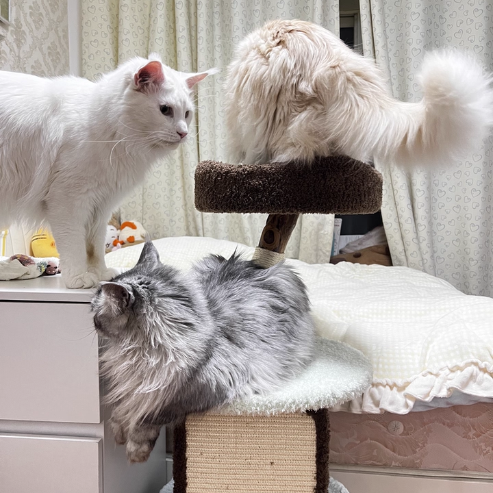 Contemporary Creative Round Particleboard Natural Fruitwood Velvet Fabric Sisal Cat Tree For Living Room