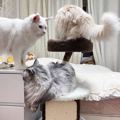Contemporary Creative Round Particleboard Natural Fruitwood Velvet Fabric Sisal Cat Tree For Living Room