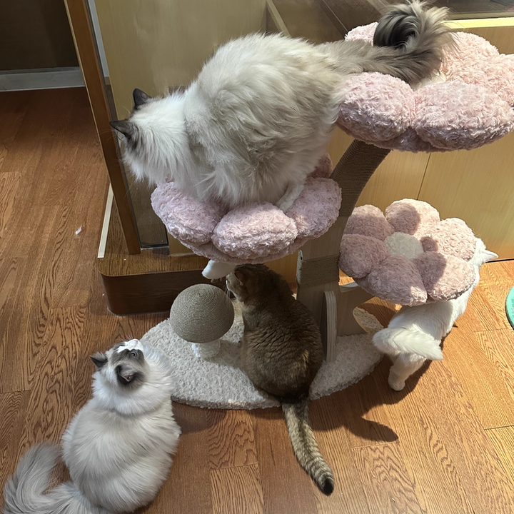Contemporary Creative Round Multi-layer Solid Wood Panel Medium-Density Fiberboard Velvet Fabric Jute Cat Tree For Living Room