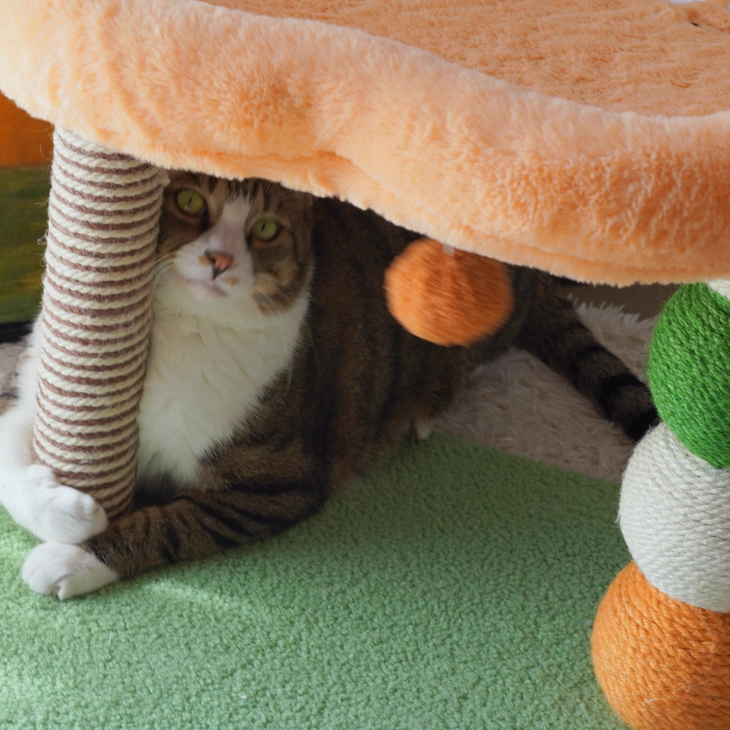 Contemporary Creative Round Particleboard Velvet Fabric Hemp Rope Paper Tube Fruit-Themed Cat Tree For Living Room