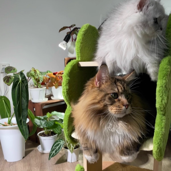 Contemporary Creative Rectangular Medium-Density Fiberboard Velvet Fabric Jute Tree-Shaped Cat Tree For Living Room