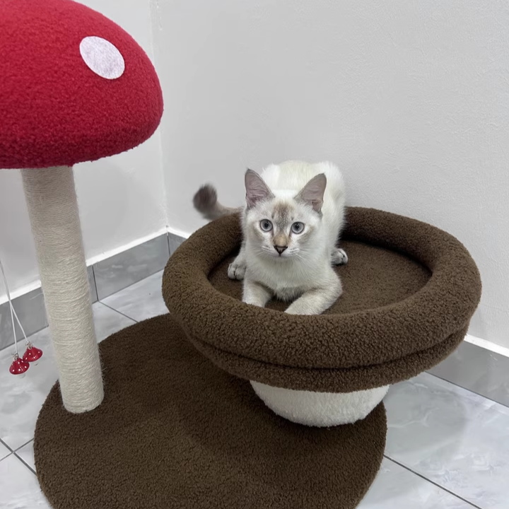 Contemporary Creative Round Medium-Density Fiberboard Velvet Fabric Foam Sisal Mushroom-Shaped Cat Tree For Living Room
