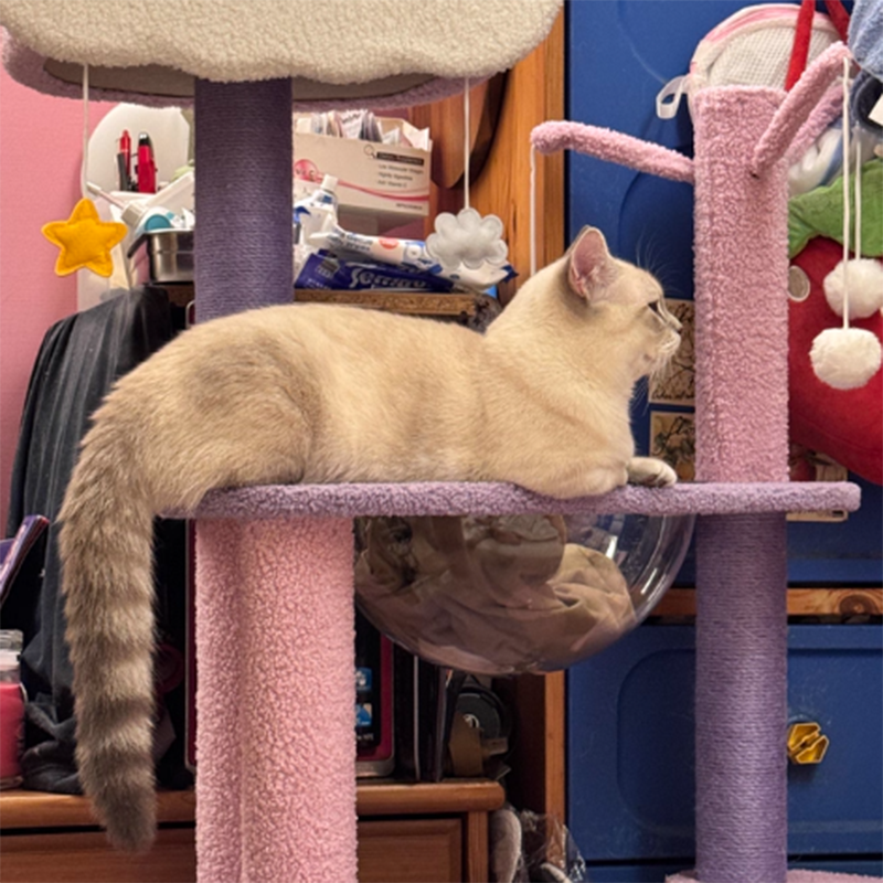 Contemporary Creative Round Particleboard Velvet Fabric Sisal Multi-Functional Star-Moon Cat Tree For Living Room