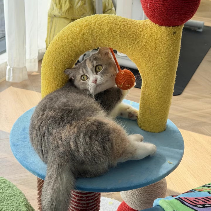 Contemporary Creative Round Medium-Density Fiberboard Velvet Fabric Hemp Rope Paper Tube Cat Tree 2-Tier For Living Room