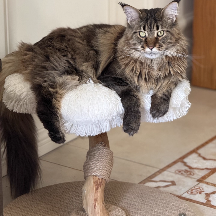 Contemporary Scandinavian Round Particleboard Natural Fruitwood Velvet Fabric Hemp Rope Cat Tree 2-Tier For Living Room