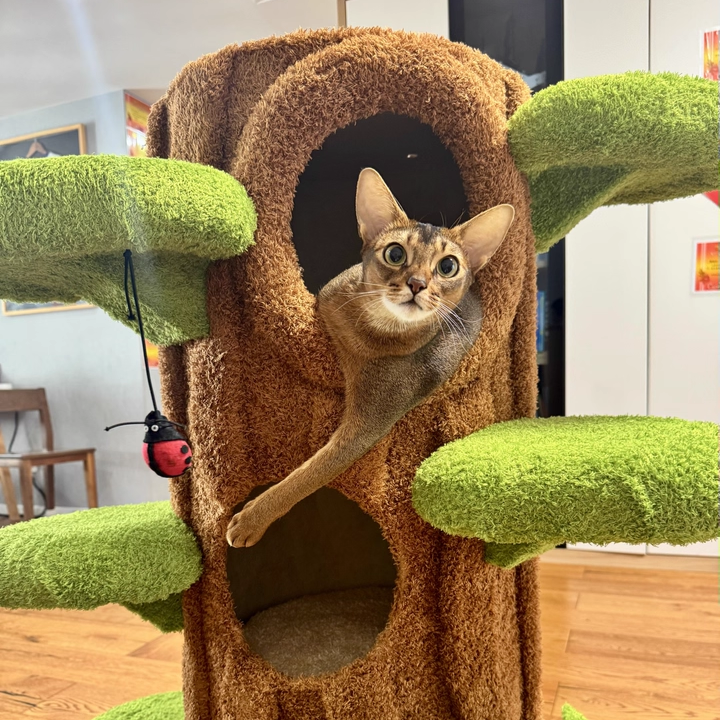 Contemporary Creative Round Particleboard Medium-Density Fiberboard Velvet Fabric Sisal Tree-Shape Cat Tree 6-Condo 12-Perch For Living Room