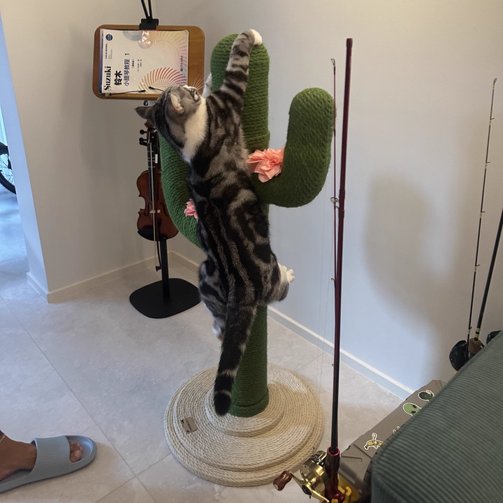 Contemporary Creative Round PVC Plastic Velvet Fabric Hemp Rope Cactus Cat Scratching Post 1-Condo 1-Perch For Bedroom